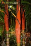 Areca vestiaria / areca-de-pesco�o-laranja ou areca-dourada